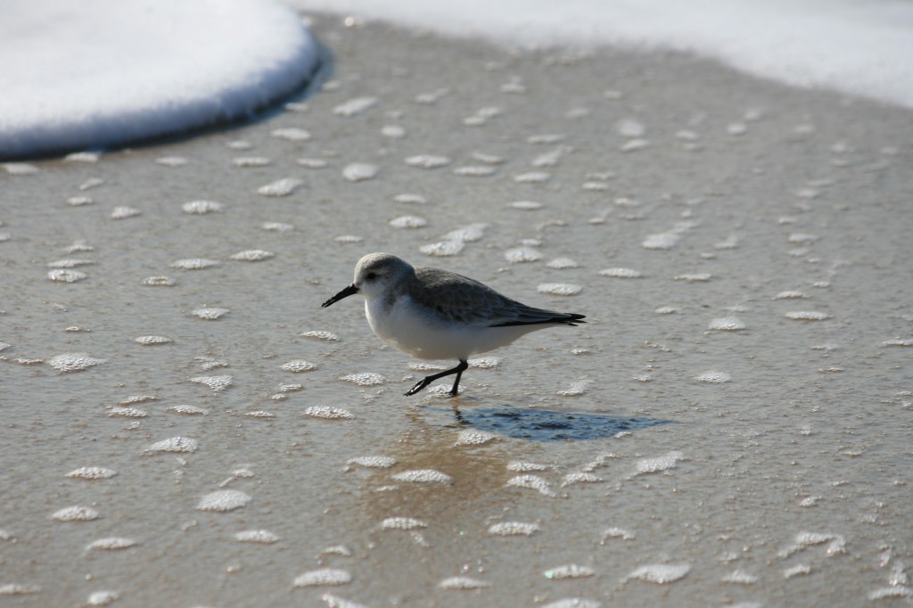 Strandläufer